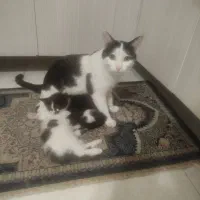 واگذاری گربه