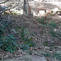 سگ گوسفندی|سگ|شیروان (خراسان), |دیوار