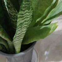 گل سانسوریا|گل و گیاه طبیعی|رشت, پل تالشان|دیوار