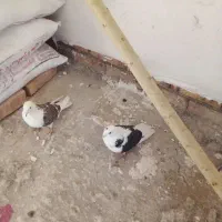 گم شده|پرنده|سراب, |دیوار