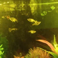 گوپی مارک دار