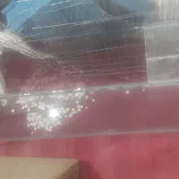 اکواریوم 3عدد|ماهی|یزد, |دیوار