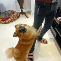 گمشده|سگ|لاهیجان, شیشه گران|دیوار