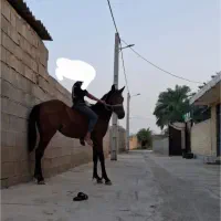 فروش اسب مادیون