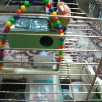 یه عدد طوطی بریزیلی فیشر سبز صورت هلویی