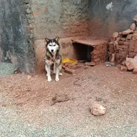 سگ هاسکی|سگ|خواجه, |دیوار