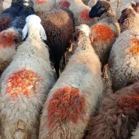 گوسفند شیشک|حیوانات مزرعه|سنندج, |دیوار