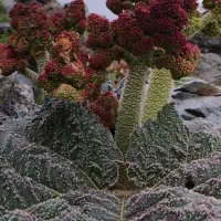 حدود ۷ تن علف خوردشده با خرمنکوب