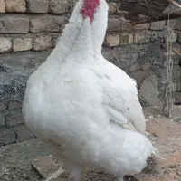 بوقلمون ماده نژاد دار