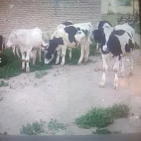 گوساله نر