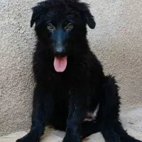 سگ قدر جونی شاه توله نر