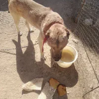 واگذاری سگ سرابی|سگ|کرفتو, |دیوار