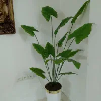 درختچه مصنوعی|گل مصنوعی|تهران, مقدم|دیوار