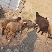 ۵ راس گوسفند شیره دار و ۲ راس بران زیبا|حیوانات مزرعه|مریوان, |دیوار