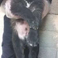 توله سگ قدرجونی