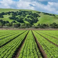 زمین کشاورزی