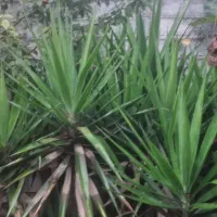 فروش گل یوکا|گل و گیاه طبیعی|زرگرشهر, |دیوار