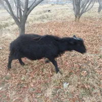 تعداد ده رآس بره نر قره قزل  بفروش می‌رسد