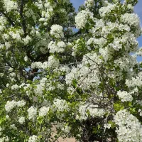 باغ فروشی روستای حسن رباط میمه