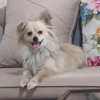 سگ پامرین اشپیتز