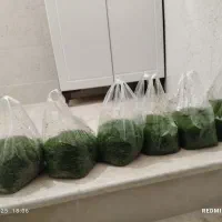 سبزی اماده|خوردنی و آشامیدنی|نهاوند, |دیوار