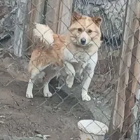 سگ پاکوتاه نر