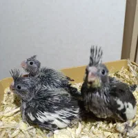 جوجه سرلاکی عروس هلندی|پرنده|جنت, |دیوار