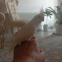 آلبینو ماده اماده دست آموز و اهلی