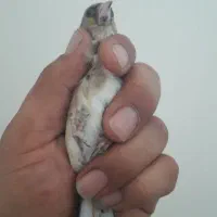 ماده سهره کرمونی و رسمی ناخن سفید