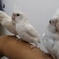 عروس هلندی آلبینو سخنگو|پرنده|الوند, |دیوار