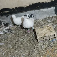 کبوتر خال دم سیاه