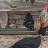 تعدادی خروس و جوجه خروس به فروش میرسد