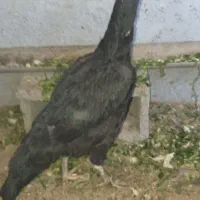 مرغ لاری یه تیغ مشکی