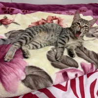 واگذاری گربه|گربه|بندر انزلی, جهانگانی|دیوار