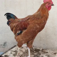 خروس