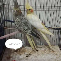 فروشی عروس هلندی با رنگ خاص|پرنده|خوی, |دیوار