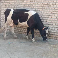 تلیسه یک شکم دودندان