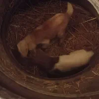 ۲تا بز و۴بزغاله|حیوانات مزرعه|زیرکوه, |دیوار