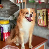 سگ پامرانین|سگ|قره ضیاالدین, |دیوار