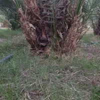 فروش پاجوش خرما (فسیل) کلوته