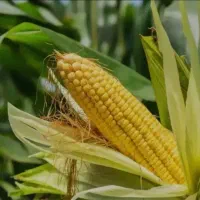 ذرت دام سیلویی