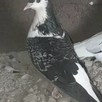 کبوتر المانی ۴عدد ماده به شرط تخم|پرنده|آمل, |دیوار