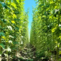 نهال صنــوبر انتخاب حرفه‌ای‌ها برای سود بلندمدت|خدمات باغبانی و درختکاری|مریوان, |دیوار