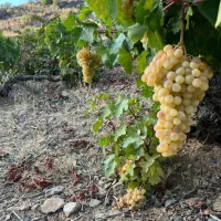 مویز کشمش