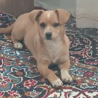 توله پنج ماهه