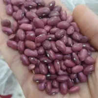 لوبیا درشت و کپسولی