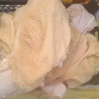 سیرابی. گوسفند|حراج|اندیمشک, |دیوار