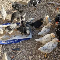 فروش جوجه  وبالغ  مرغ وخروس گلین ومحلی|حیوانات مزرعه|آباده, |دیوار