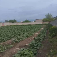 زمین کاربری مسکونی روستای ایگدرعلیا