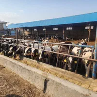 تهاتر ملک کارخانه دام دامداری چاه کشاورزی دام|فروش دفتر صنعتی، کشاورزی، تجاری|تهران, افسریه شمالی|دیوار